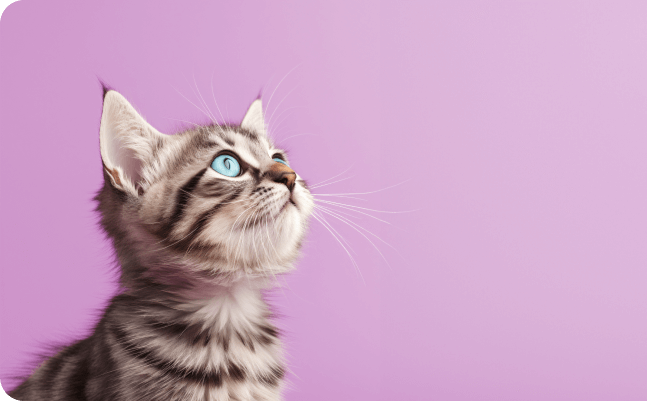 Shop for Cats
